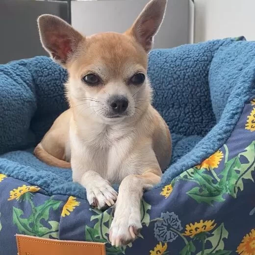 Dandelion Waterproof Waxed Cotton Small Pet Bed - Image 2